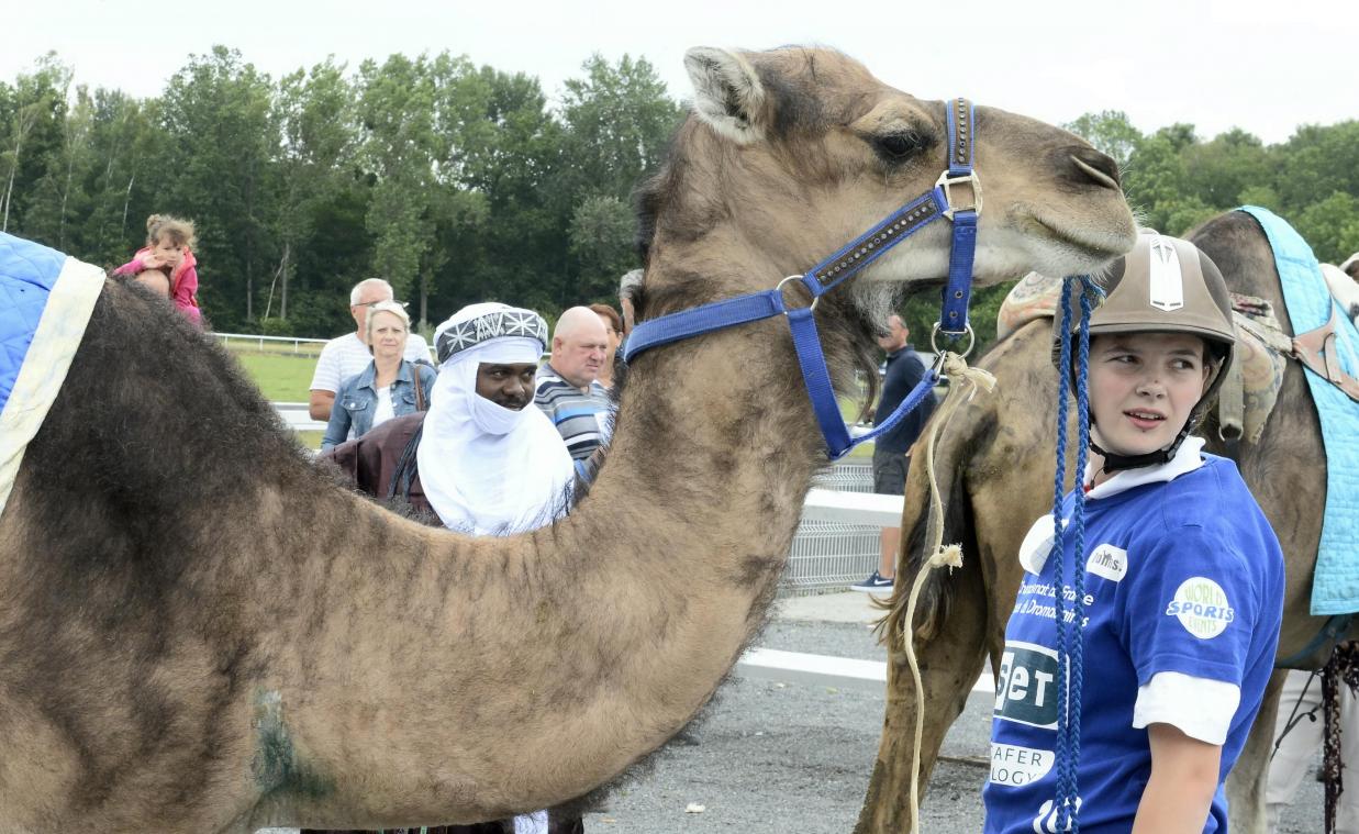 découvrez l'univers fascinant de la domination des jockeys de chameaux en france. plongez dans l'héritage culturel, les compétitions palpitantes et les traditions uniques qui entourent cette pratique ancestrale.