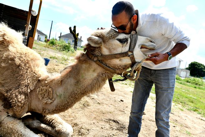 découvrez l'univers fascinant de la domination des jockeys de chameaux en france, un sport traditionnel alliant élégance et adrénaline. explorez les enjeux, les compétitions et l'amour de ces animaux majestueux dans le cadre compétitif français.
